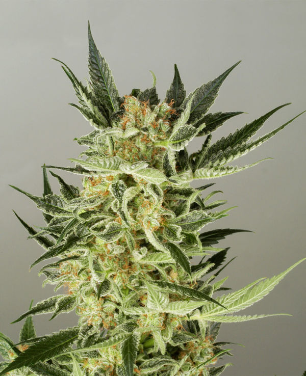 AK48 Automatic Seeds For Sale Online