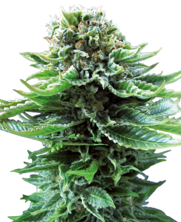 Buy Northern Lights Automatic Seeds