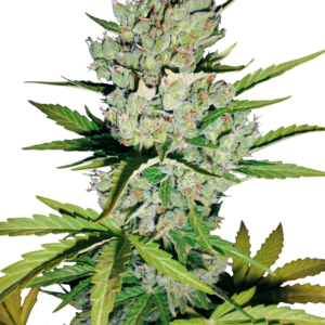 Order WSS Skunk Automatic Seeds Online