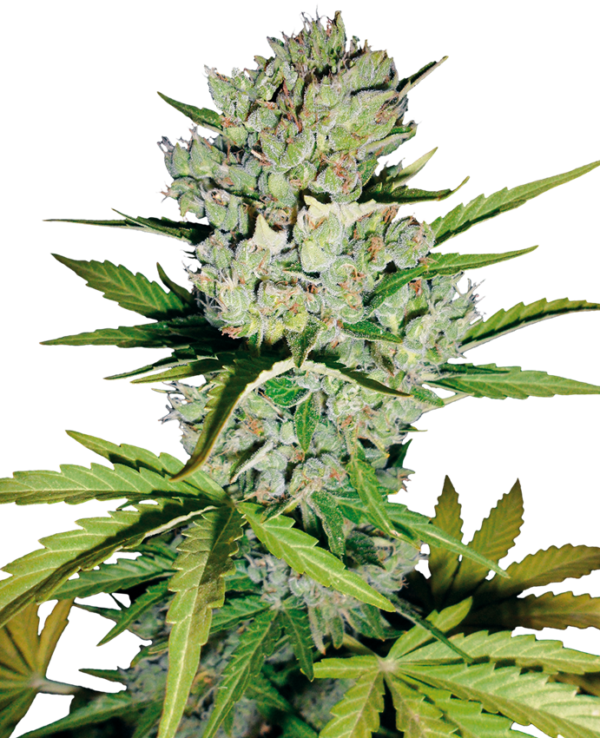 Order WSS Skunk Automatic Seeds Online