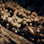 mushrooms