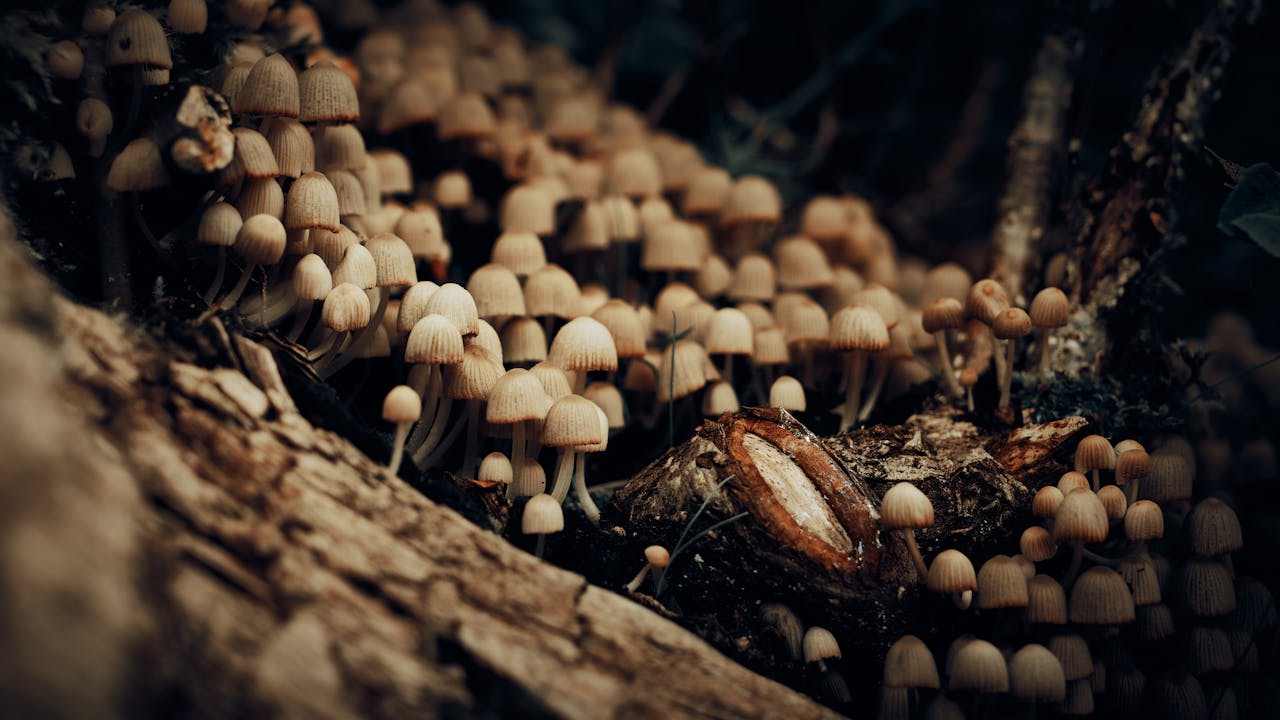 mushrooms