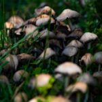 mushroom