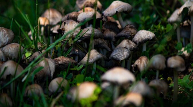 What Studies Say About Psychedelics and Pain
