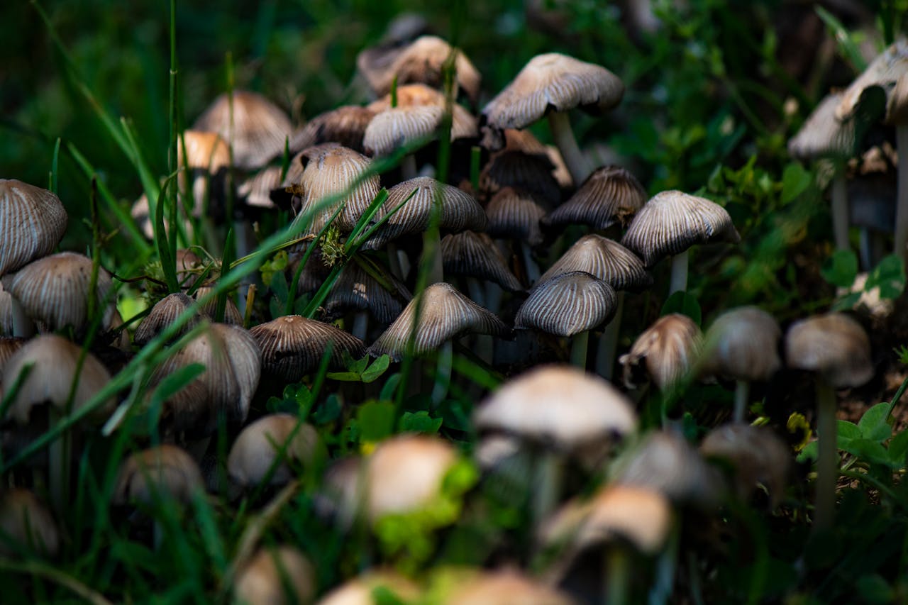 mushroom