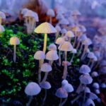 psychedelic seo