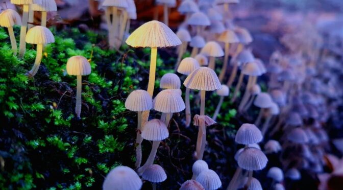 Psychedelic SEO Companies: 6 Worth Evaluating in 2026