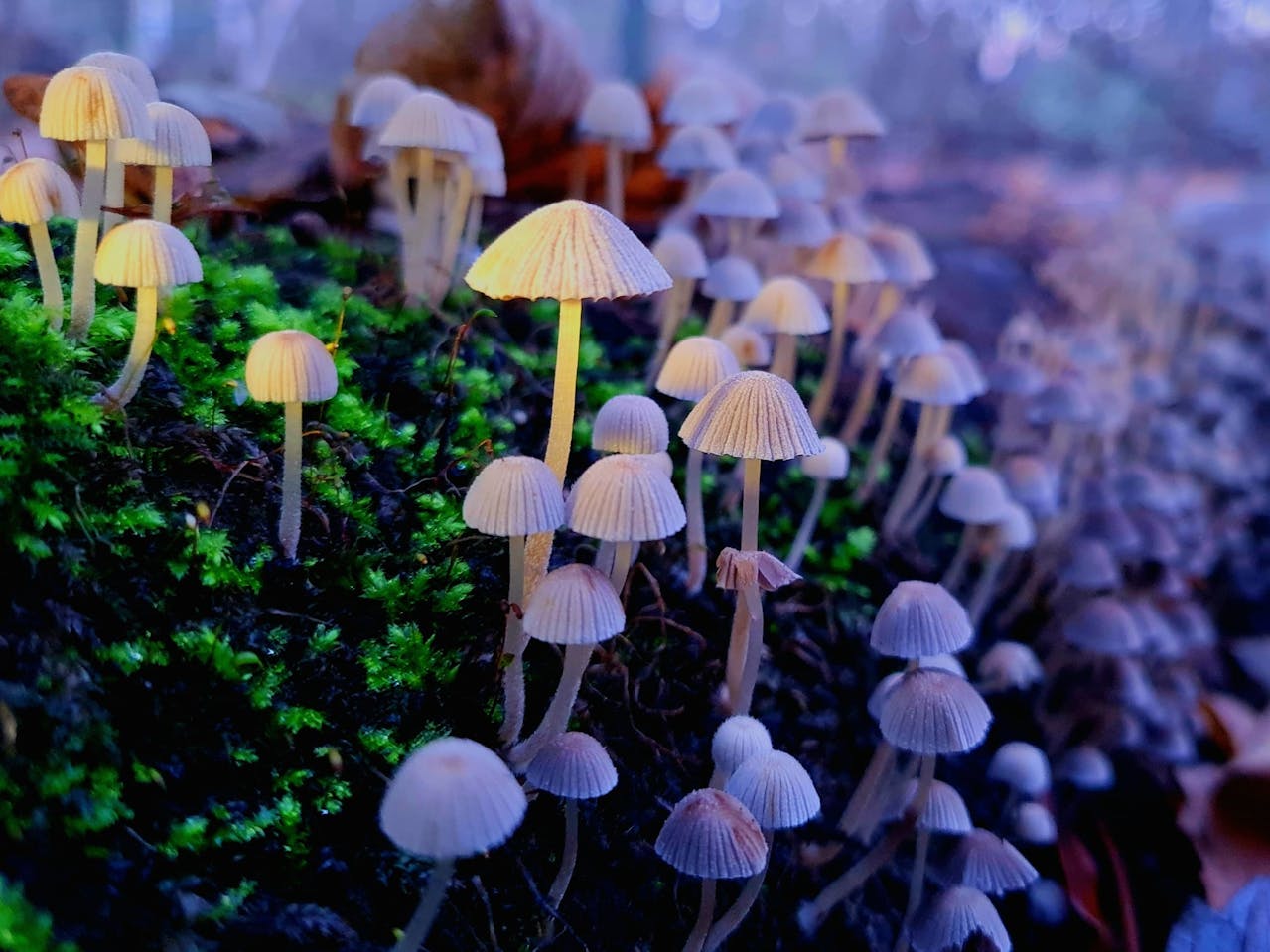 psychedelic seo